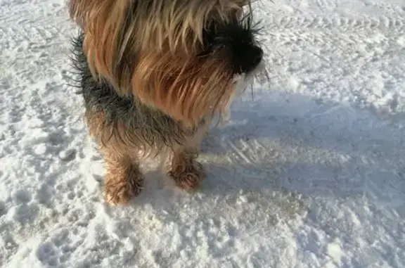 Найдена собака, Боровая, фото: Найден собака, Боровая - без ошейника