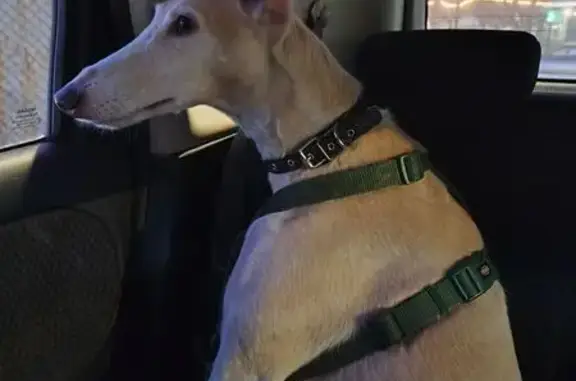 Найдена собака, Челябинск, фото: Найдена собака, улица Тимирязева, 1, Челябинск - спокойная, в зелёной шлейке