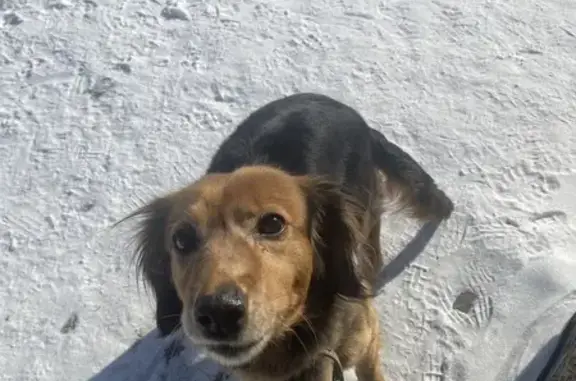 Найдена собака, Уриковское, фото: Найдена собака, Виноградная улица, Уриковское сельское поселение - умненькая и контактная