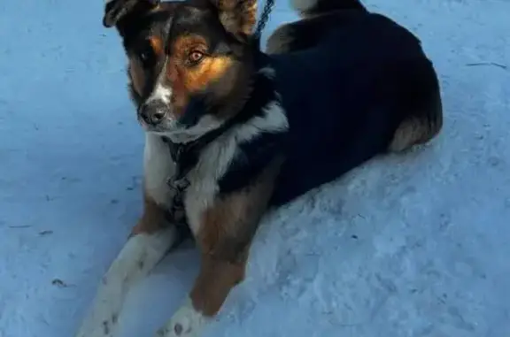 Пропал собака, мужской, Свободный проспект, Красноярск - photo