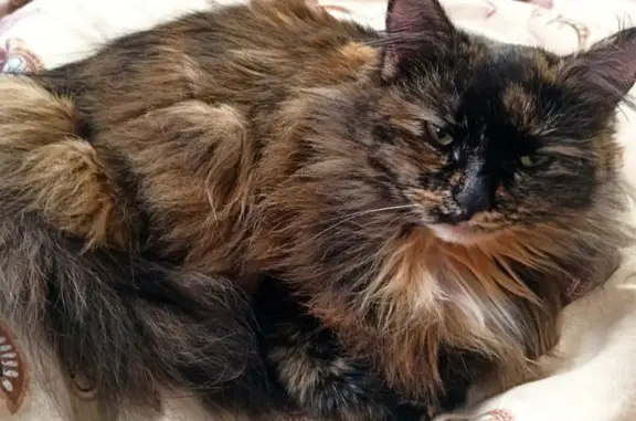 Кошки потеряшки, Рязань, фото: Потеряшка кошка, улица 1 Мая, городской округ Рязань - черепаховый окрас, ласковая и очень умная