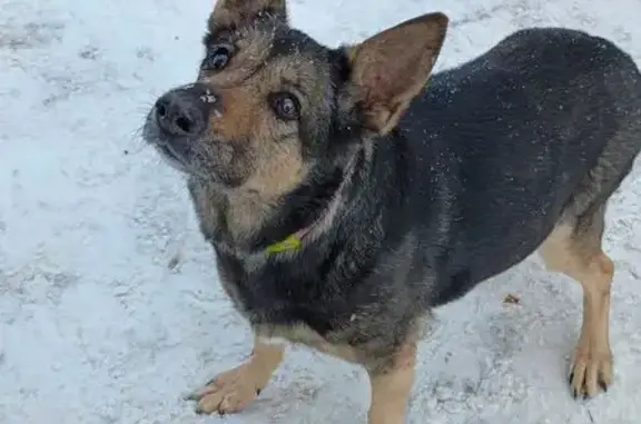 Найдена собака, Жуковский, фото: Найдена собака, улица Чкалова, 33, Жуковский - растерянная и грустная