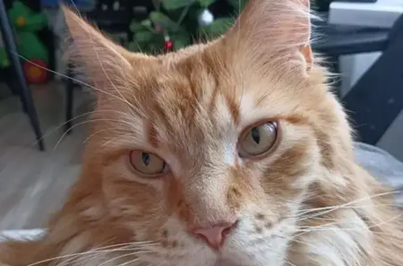 Кошки потеряшки, Пенза, фото: Потеряшка кот, 1-й Средний проезд, 17, городской округ Пенза - породы Мейн Кун, кличка Фокс