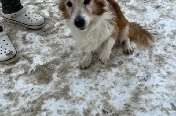 Найдена собака, Нижний Новгород, фото: Найден собака, улица Кима, 73, Нижний Новгород
