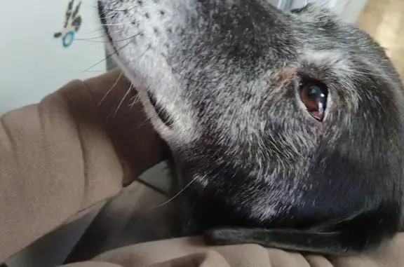 Найдена собака, Торжок, фото: Найден собака, Большое Вишенье, Тверская область - зелёный брезентовый ошейник