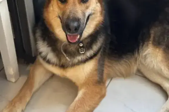 Найдена собака, Москва, фото: Найдена собака, 1-й Сельскохозяйственный проезд, 5, Москва - метис овчарки, девочка