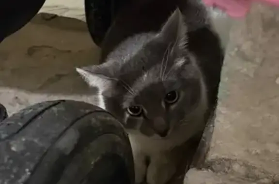 Найдена кошка, Пермь, фото: Найдена кошка, шоссе Космонавтов, 203, Пермь - очень ласковая и ручная