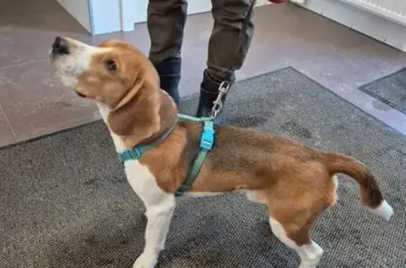 Найдена собака, Мурино, фото: Найден собака, Воронцовский бульвар, Мурино - белокоричневый бигль