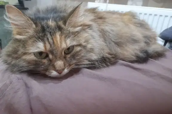 Найдена кошка, улица Братьев Кашириных, 129, Челябинск - пушистая трёхцветная, зелёные глаза - photo