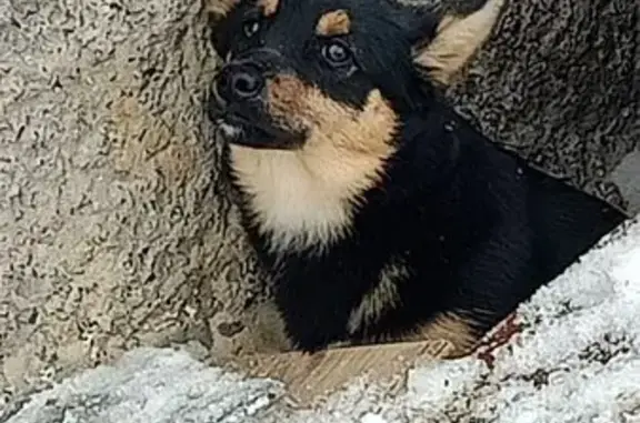 Найдена собака, Воронеж, фото: Найдена собака, улица Суворова, 97, Воронеж - сидит у дома и рычит