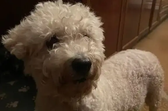 Пропала собака, Дубнинская улица, Москва - белый пудель/мальтезе - photo