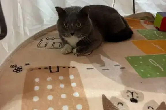 Найдена кошка, Иркутск, фото: Найден кот, улица Калинина, 5, Иркутск - серый с белыми полосками