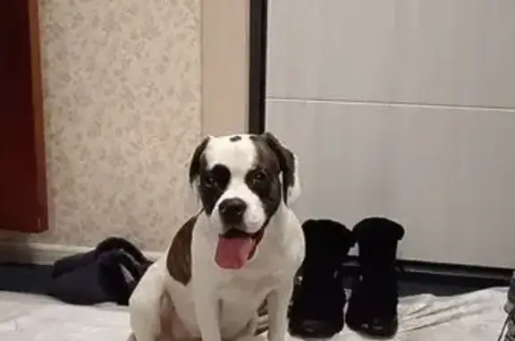 Найдена собака, Москва, фото: Найдена собака, женский пол, Полярная улица, 42 к1, Москва - ошейник шокер, белый окрас с тигровыми пятнами