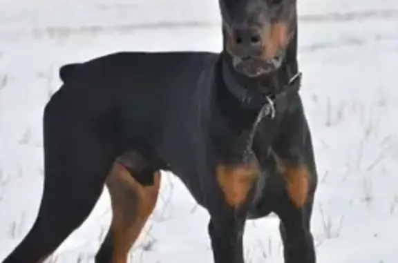 Найдена собака, Красногорск, фото: Найден доберман, около платформы Красногорская, Красногорск