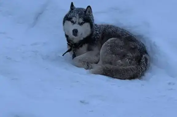 Найдена собака, Тула, фото: Найдена собака, 3-й проезд М.Расковой, Тула - бегает в частном секторе
