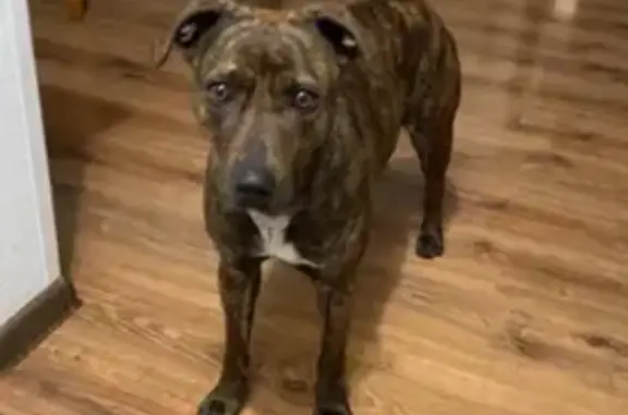 Найдена собака, Нальчик, фото: Найдена собака, улица Комарова, Нальчик - тигровый окрас