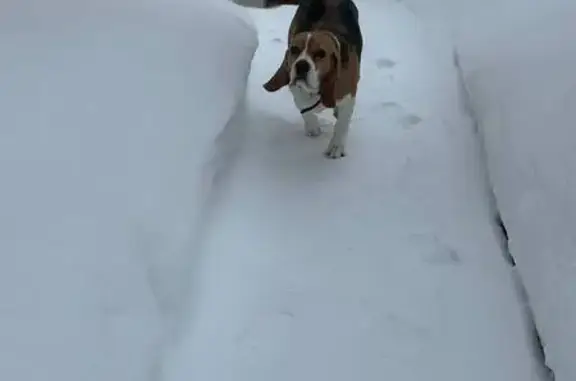 Найденные животные Обнинск, фото: Найдена собака, девочка, Рябиновый переулок, 9, Обнинск
