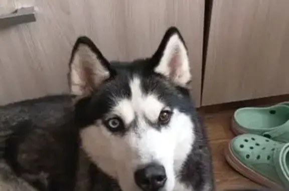 Воспитанный, знает команды, гуляет на поводке, темперамент огонь Ошейника не было, чипа тоже нет