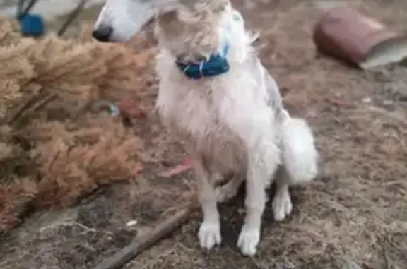 Собаки потеряшки, Рославль, фото: Потеряшка собака, женский пол, улица Горького, 45, Рославль - белая с серыми пятнами