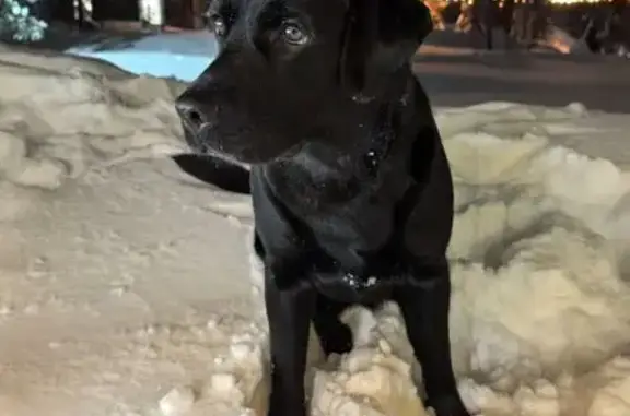 Найдена собака, Шерегеш, фото: Найдена собака, Ледовая улица, 78, Шерегеш - чёрная, подошла к нам и не уходит