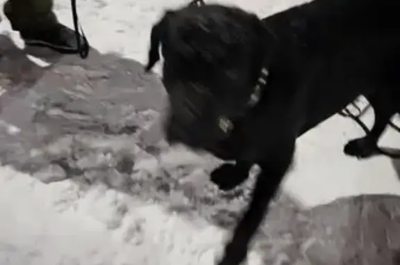 Найдена собака, Пермь, фото: Найдена собака, Магистральная улица, 88/2, Пермь - чёрный лабрадор