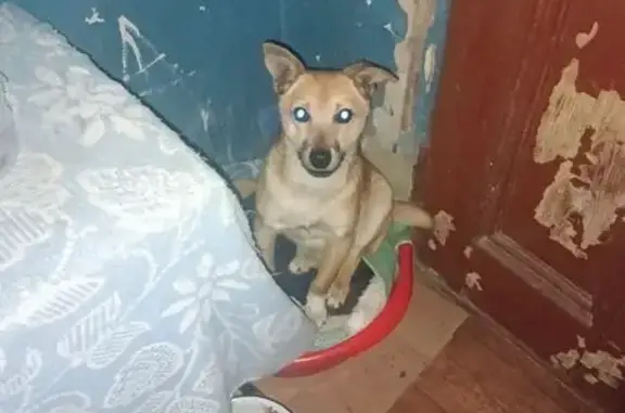 Найдена собака, Бутурлиновка, фото: Найдена собака, улица Ленина, 95, Бутурлиновка - рыженькая