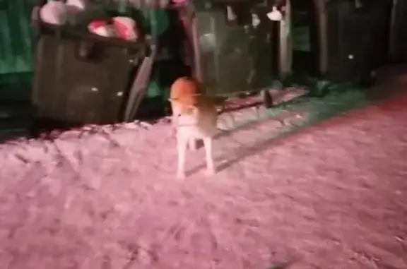 Найдена собака, Среднеуральск, фото: Найдена собака, переулок Гашева, 4, Среднеуральск - похожа на Акита