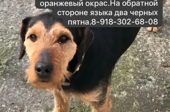 Пропал собака, городской округ Сириус, Краснодарский край - photo