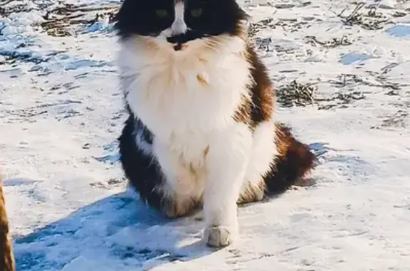 Пропала кошка, Помары, Марий Эл - чёрно-белая окрас - photo