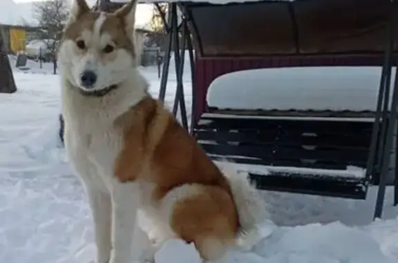 Пропала собака, Ярцево - рыжая спина, белая грудка, белые чулки - photo