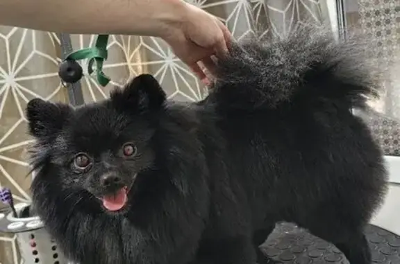 Пропал собака, мужской, улица Крауля, Екатеринбург - черный окрас, белое пятно на груди - photo