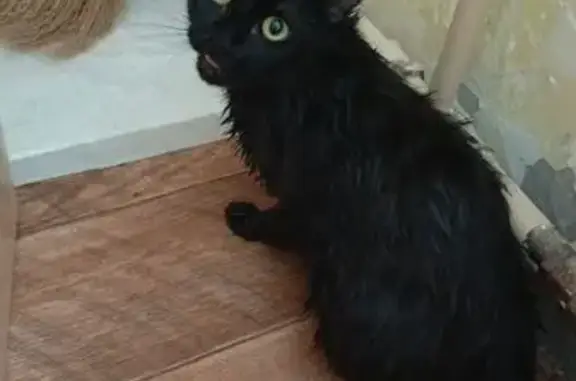 Найдена кошка, Усть-Илимск, фото: Найдена кошка, Усть-Илимск, возле администрации