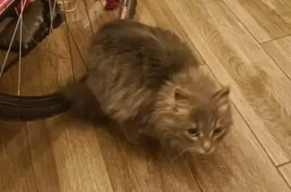 Найдена кошка, Ярославль, фото: Найдена кошка, улица Докучалова, Ярославль - маленькая, но упитанная, с ошейником