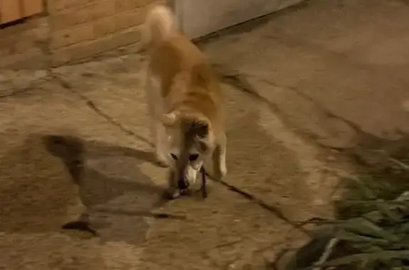 Найдена собака, Краснодар, фото: Найдена собака с ошейником, Степная улица, 39Б, Краснодар