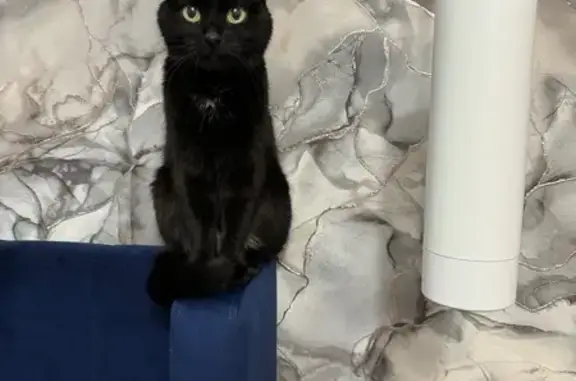 Пропала кошка, Иркутск, Иркутская область - чёрная, 15 лет, глухая - photo