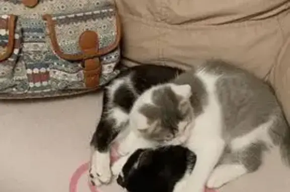 Пропала кошка, улица 40 лет Октября, 23, Кстово - серый дымчатый окрас - photo