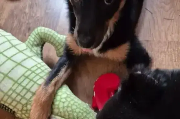 Пропала собака, улица Братьев Кашириных, 134А, Челябинск - щенок-подросток - photo