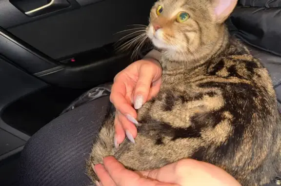 Найденные животные Воткинск, фото: Найдена кошка, улица Луначарского, 38, городской округ Воткинск - окрас похож на бенгала