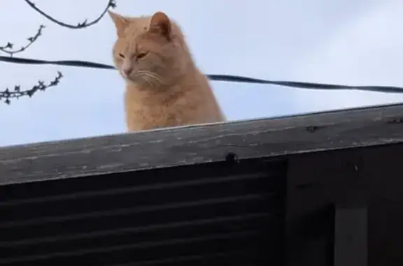 Пропал кот, улица Володарского, 15, Ростов Великий - передняя правая лапка без подушечки - photo