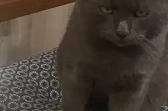 Пропал кот, улица Маяковского, Алексеевка - большая болячка около уха - photo