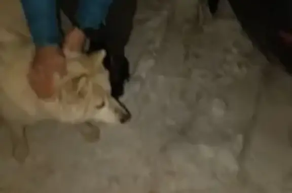 Найдена собака, Бережки, фото: Найдена собака, 46Н-11360, 1, Бережки - светлая лайка, девочка