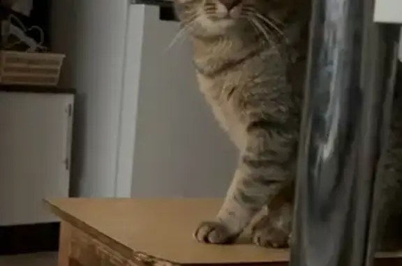 Кошки потеряшки, Котлас, фото: Потеряшка кот, улица Панфилова, Котлас