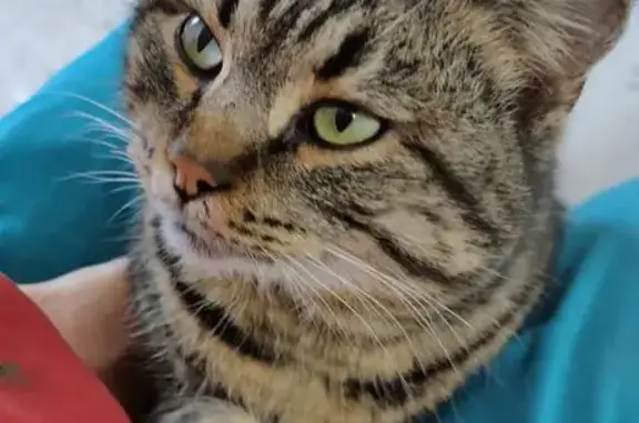 Пропал кот, Базарная улица, Краснодар - добрый и доверчивый - photo