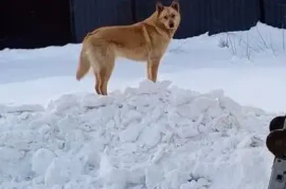 Пропала собака, Уфа, Башкирия - рыжая масть, левое ухо порвано - photo