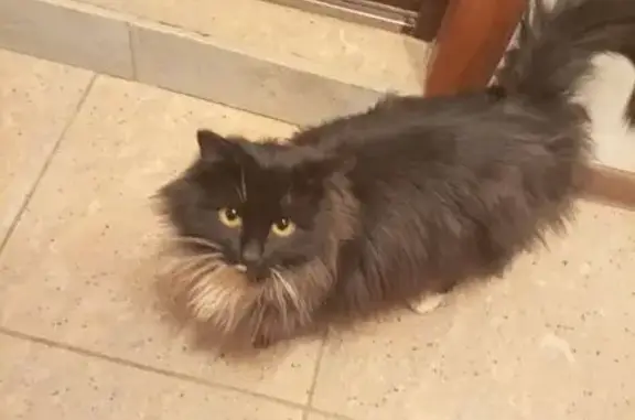 Найдена кошка, Ладожская улица, 135, городской округ Пенза - пушистый, чёрный с белым галстуком - photo