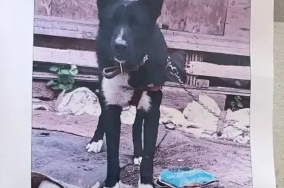 Собаки потеряшки, Санкт-Петербург, фото: Потеряшка собака, Кирпичная дорога, Санкт-Петербург - чёрный с белыми тапочками