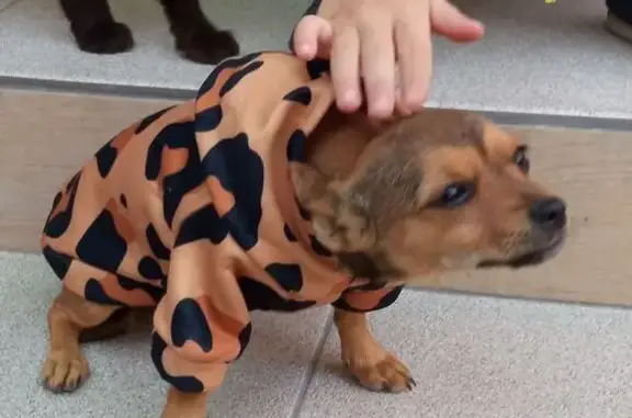 Пропала собака, улица Будённого, Краснодар - девочка откликается на Кнопа - photo