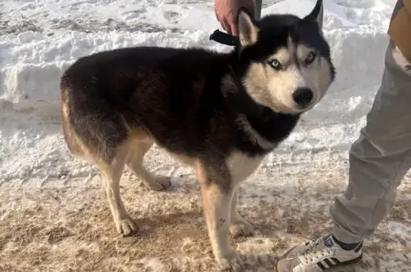 Найден собака, мужской, Октябрьская улица, 11, Белгород - породы хаски - photo