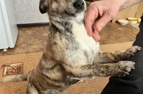 Пропал собака, улица Дзержинского, 92, Котово - photo