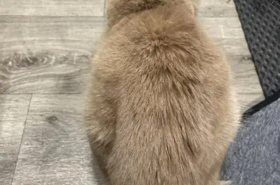 Найдена кошка, Сургут, фото: Найдена кошка, улица Ивана Захарова, городской округ Сургут - рыжий окрас, оранжевые глаза